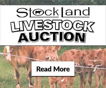 Cattle Auction - Feeder Specials