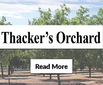 Fresh Apples at Thacker's Orchard