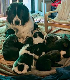 GORGEOUS NEWFOUNDLAND PUPPIES