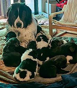 GORGEOUS NEWFOUNDLAND PUPPIES