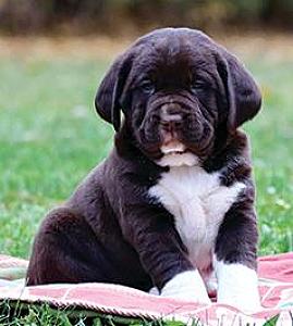 ADORABLE SPRINGADOR PUPPIES