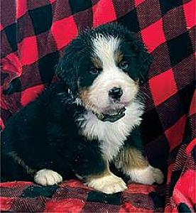 BERNESE MOUNTAIN DOG PUPPIES!