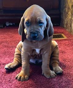 BLOODHOUND/ COONHOUND PUPPIES