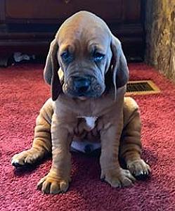 BLOODHOUND/ COONHOUND PUPPIES