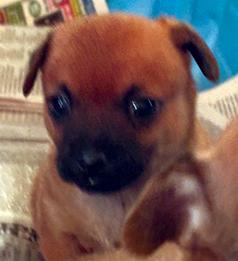 CHIHUAHUA & POODLE MIX PUPPIES