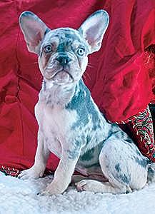 FRENCH BULLDOG PUPPIES