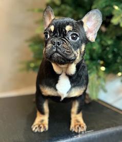 FRENCH BULLDOG PUPPY