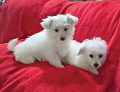 2 FEMALE TOY POMPOOS