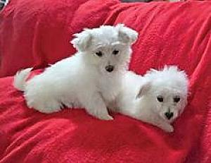 2 FEMALE TOY POMPOOS