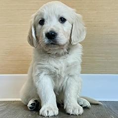 GOLDEN RETRIEVER PUPPIES