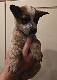 HEELER PUPPIES, FANTASTIC FAMILY DOGS!