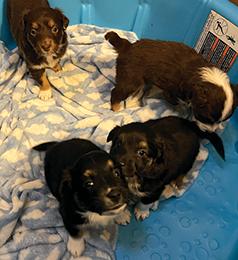 FOUR BEAUTIFUL PUREBRED MINI AUSTRALIAN SHEPHERED PUPPIES