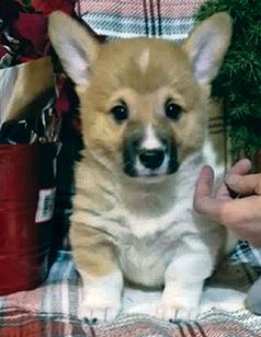 JUST IN TIME FOR CHRISTMAS! AKC PEMBROKE WELSH CORGIS