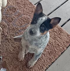 WONDERFUL HAPPY FEMALE HEELER