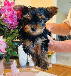 PUREBRED YORKIE TERRIER PUPPIES