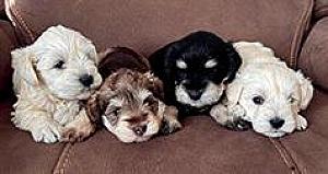 PUREBRED MINIATURE SCHNAUZER PUPPIES