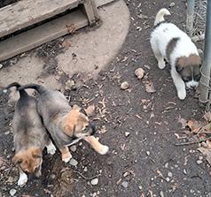 MALAMUTE/ PIT BULL PUPPIES