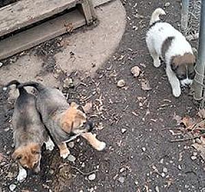 MALAMUTE/ PIT BULL PUPPIES