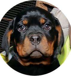 AKC ROTTWEILLER PUPPIES 