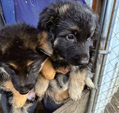 AKC PUREBRED GERMAN SHEPHERD PUPPIES