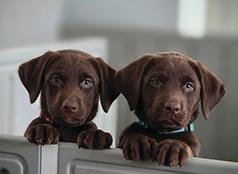 AKC LABRADOR RETRIEVERS