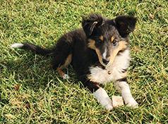 SHETLAND SHEEPDOG PUPPIES -SHELTIES
