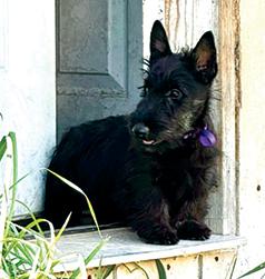 AKC SCOTTISH TERRIER PUPPIES