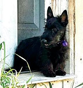 AKC SCOTTISH TERRIER PUPPIES