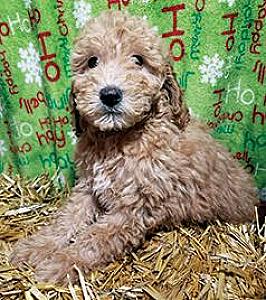 ULTIMATE ALLERGY FRIENDLY NON-SHEDDING PUPPIES