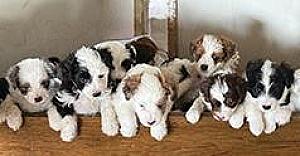 MINIATURE AUSSIE DOODLES