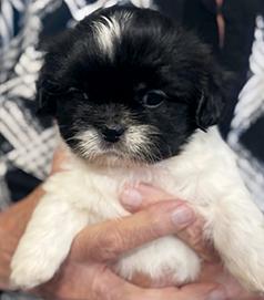 GET YOUR CHRISTMAS PUPPY TODAY! FEMALE SHIH TZU