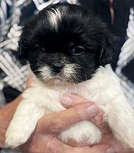 GET YOUR CHRISTMAS PUPPY TODAY! FEMALE SHIH TZU