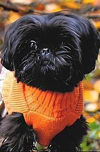 REG. SHIH TZU PUPPIES