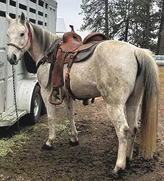 QUARTER HORSE MARE