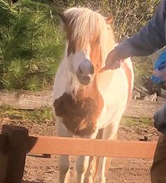 MINIATURE PONY PAINT STALLION