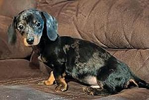 BEAUTIFUL DAPPLED MALE MINI DACHSHUND PUPPY