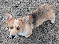 BEAUTIFUL MINI COWBOY CORGI