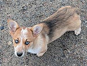 BEAUTIFUL MINI COWBOY CORGI