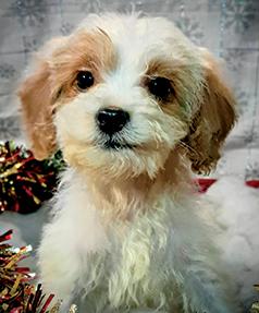 CAVAPOO PUPPIES