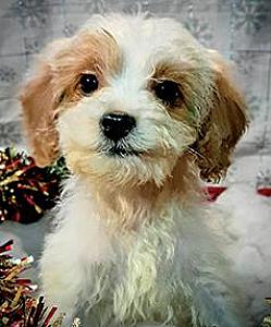 CAVAPOO PUPPIES