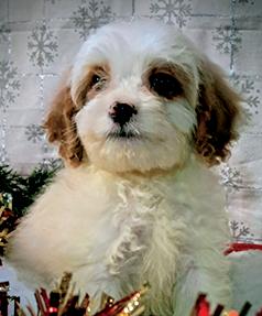COCKAPOO PUPPIES