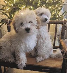 MALTIPOO PUPPIES