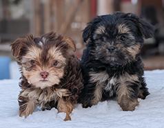 SHORKIE PUPPIES