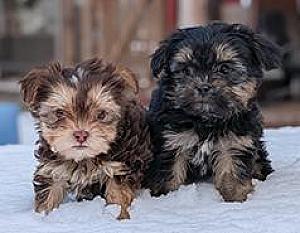 SHORKIE PUPPIES