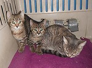 SIX ADORABLE CHRISTMAS KITTENS