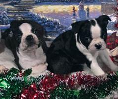 TWO MALE AKC REG. BOSTON TERRIERS