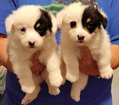 ADORABLE CORGI PUPPIES