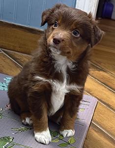 ASDR REG. TOY AUSTRALIAN SHEPHERD PUPPIES