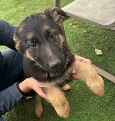 AKC PUREBRED GERMAN SHEPHERD PUPPIES