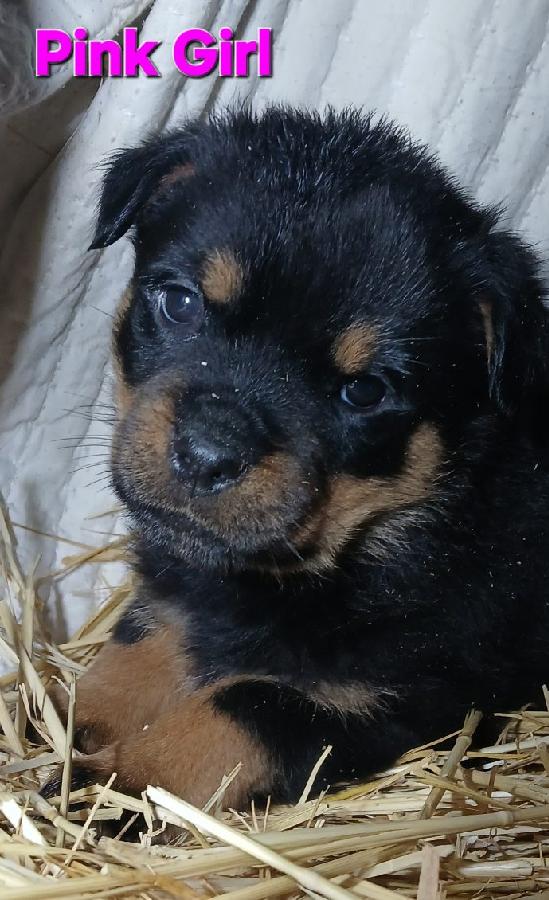 AKC ROTTWEILLER PUPPIES 